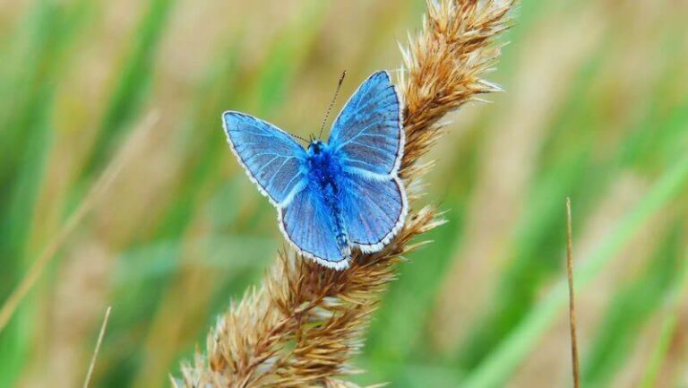 TBI Therapist Blog post image of a blue butterfly on a wheat stalk